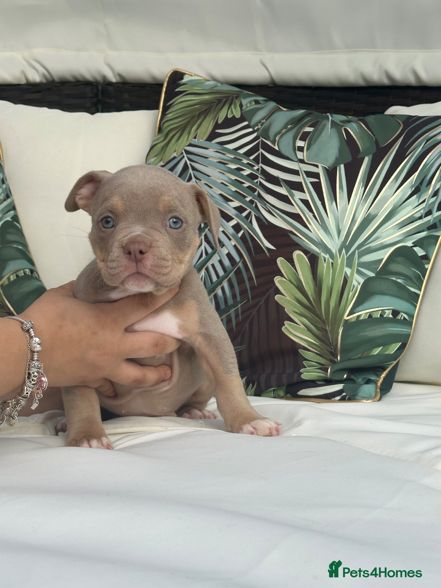 American Bully dogs Ready Now 2 Females ABKC registered Pocket Bullys  - Advert 2