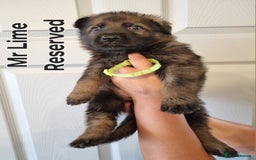 German Shepherd dogs for sale: 12 Czech KC Extensively Health Tested GSDs Puppies - Image 10