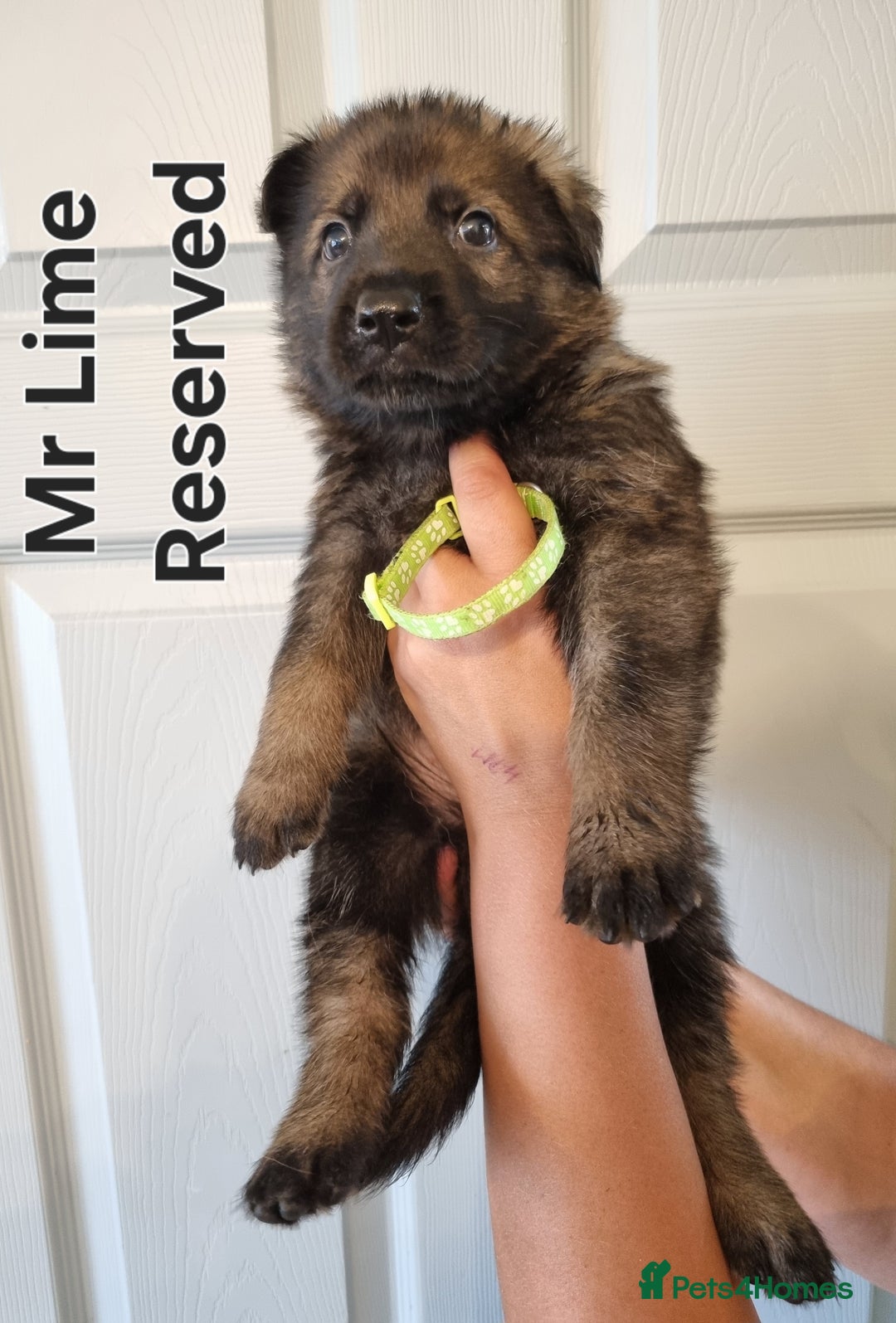 German Shepherd dogs for sale: 12 Czech KC Extensively Health Tested GSDs Puppies - Image 10