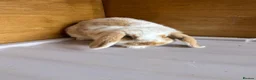Dwarf Lop rabbits for sale: Mini Dwalf lop bunnies  - Advert 3