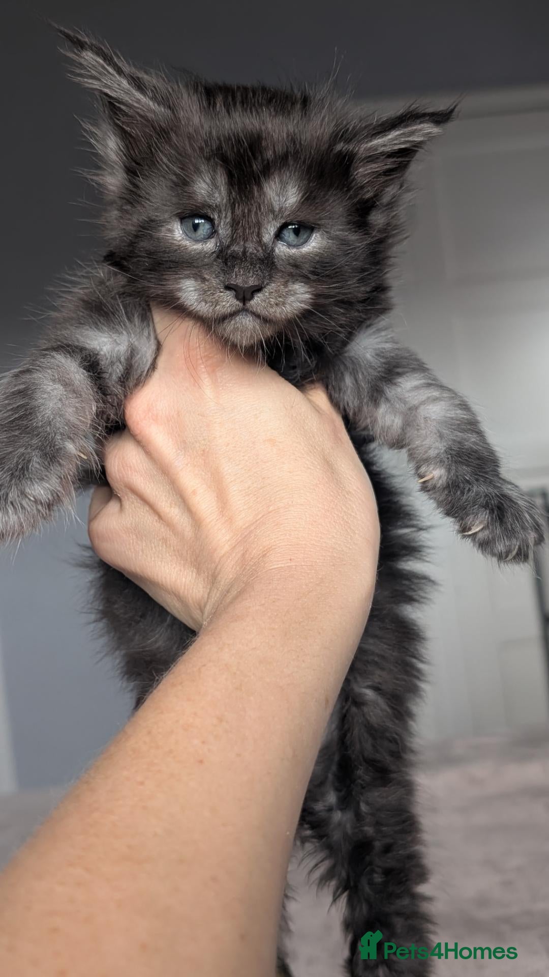 Maine Coon cats Black&Black Smoke Tica registered  - Advert 1