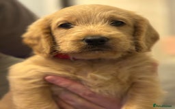 Double Doodle dogs for sale: Double doodles - Image 38