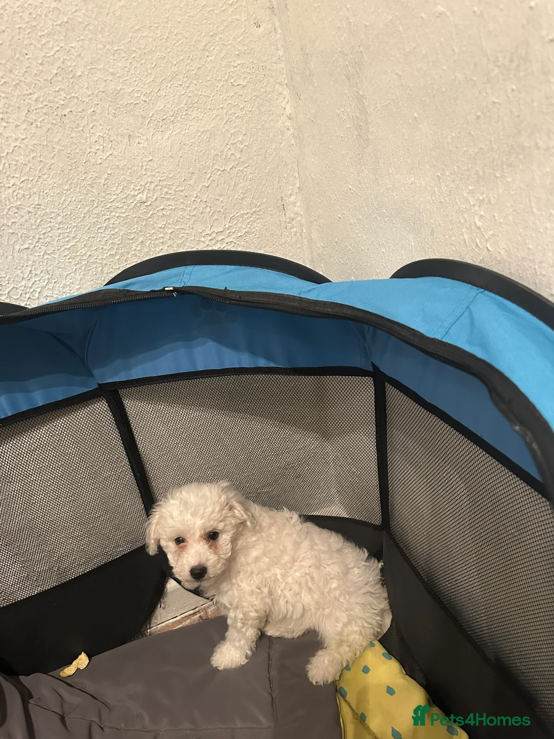 Bichon Frise dogs for sale: For sale puppy bichon frise - Advert 2