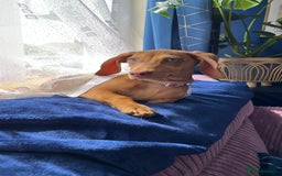 Dachshund dogs for sale: 24 week Dachshund girl  - Image 2