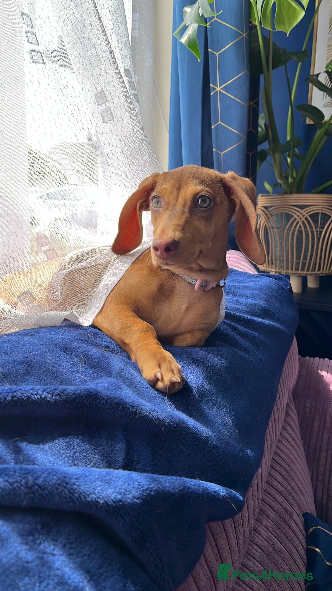 Dachshund dogs for sale: 24 week Dachshund girl  - Image 2
