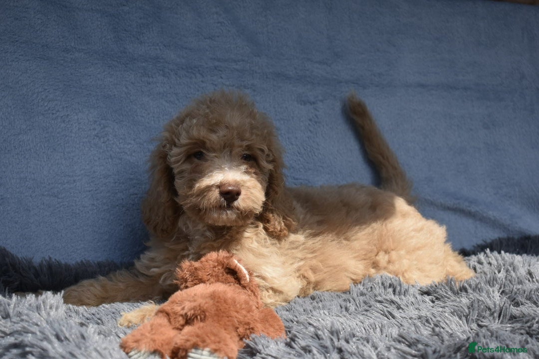 Cavapoo dogs for sale: F1b Cavapoo Puppies – DNA Tested in Rugby - Image 27