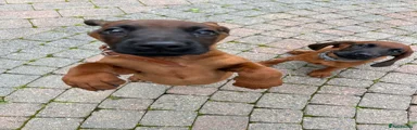 Bavarian Mountain Hound 5
