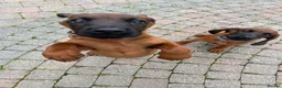 Bavarian Mountain Hound dogs for sale: Bavarian mountain hound pups - Advert 19