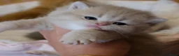 British Shorthair cats for sale: Pedigree BSH golden kitten TICA registered - Advert 4