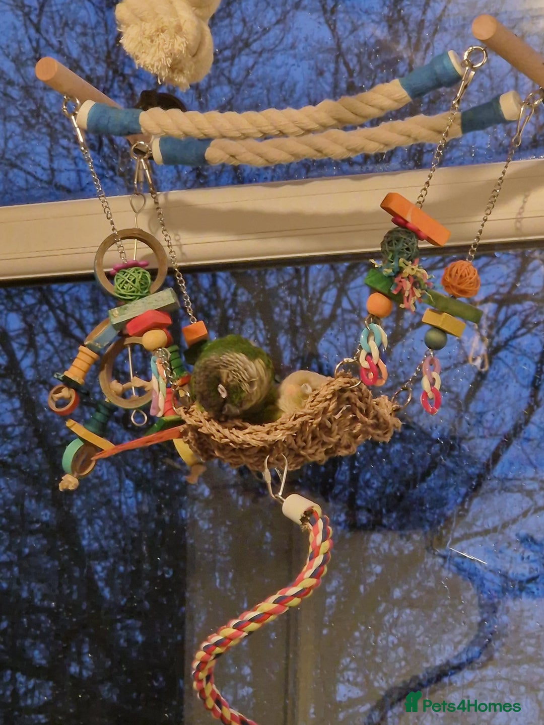 Conures birds for sale: Female conure 5 Months Old - Advert 2