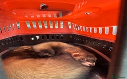 Ferret rodents for sale: 2 hob ferrets for sale - Image 3