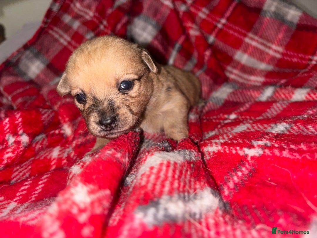 Chihuahua dogs for sale: Merle Chihuahuas 🩵 🩷 3 boys 2 girls available  - Advert 13