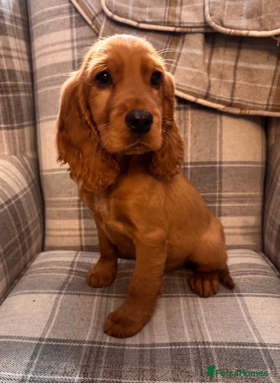 Cocker Spaniel dogs for sale: SHOW TYPE COCKER SPANIEL PUPPIES  - Advert 6