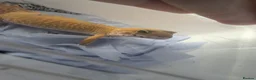 Gecko reptiles for sale: Leopard gecko  - Advert 4