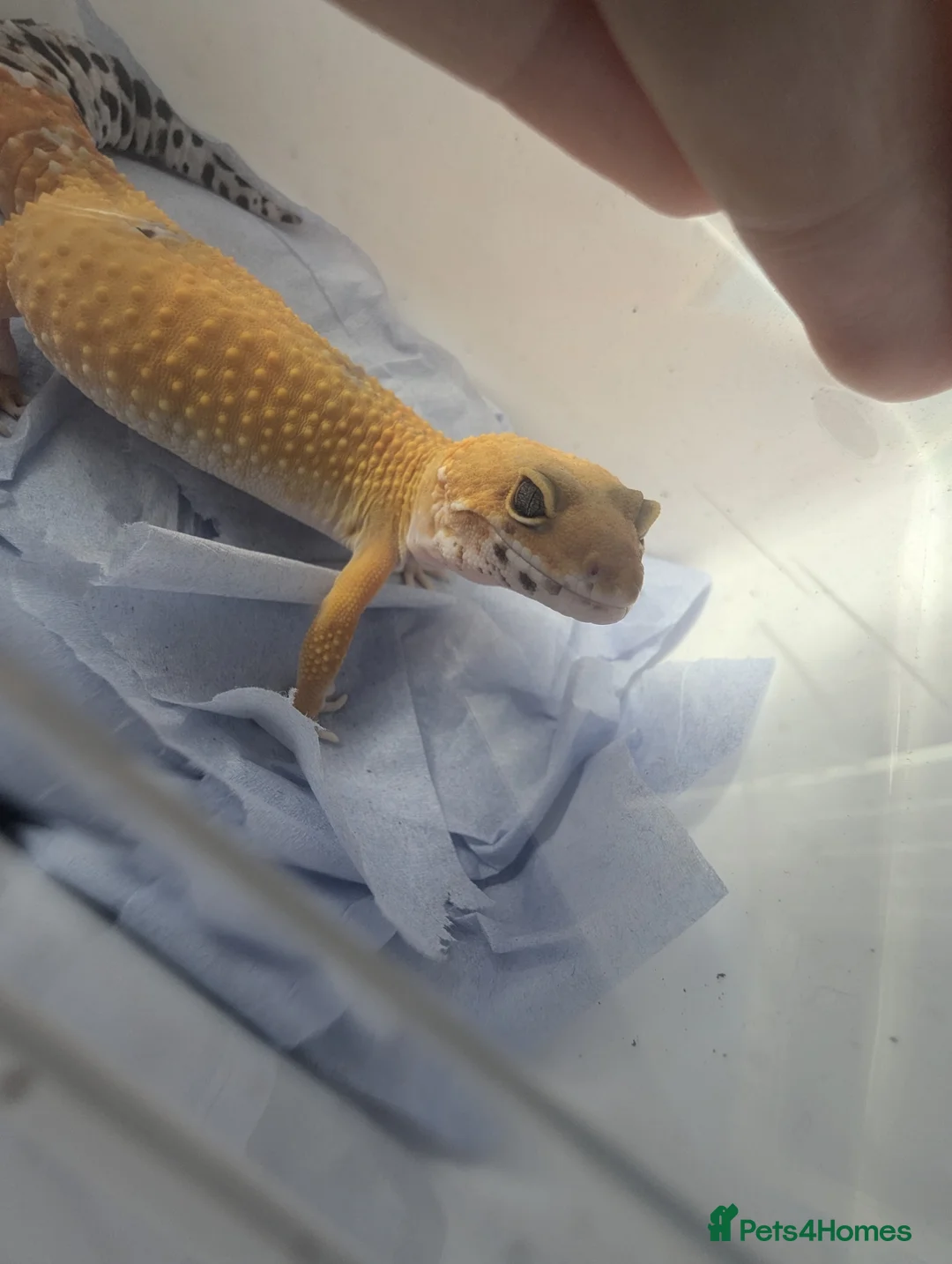Gecko reptiles for sale: Leopard gecko  - Advert 4