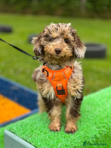 Gallery Image {{count}}