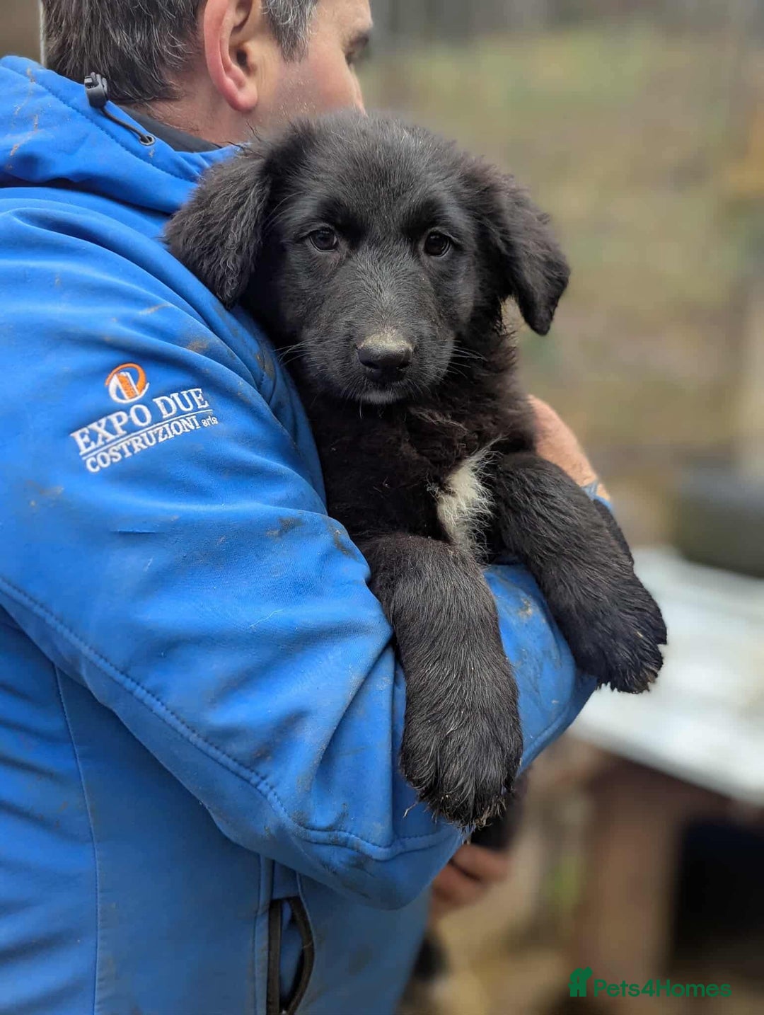 Mixed Breed dogs for adoption: Roxie ❤️ - Advert 2