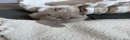 British Shorthair cats for sale: Beautiful lilac British short hair kittens - Advert 32
