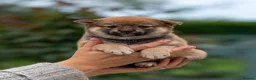 Japanese Shiba Inu dogs for sale: Exclusive Japanese Shiba Inu Puppies  🇯🇵 - Advert 15