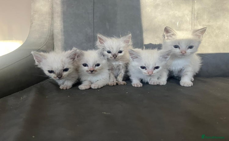 Ragdoll cats Beautiful compact ragdoll kittens for sale - Advert 1