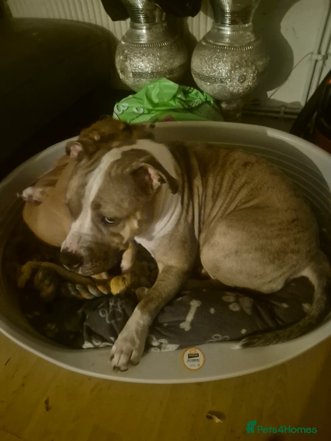 Mixed Breed dogs for sale: Lurcher x olde time English Bulldog puppy - Advert 1