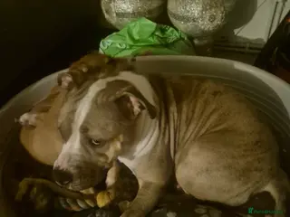 Mixed Breed dogs Lurcher x olde time English Bulldog puppy - Advert 12