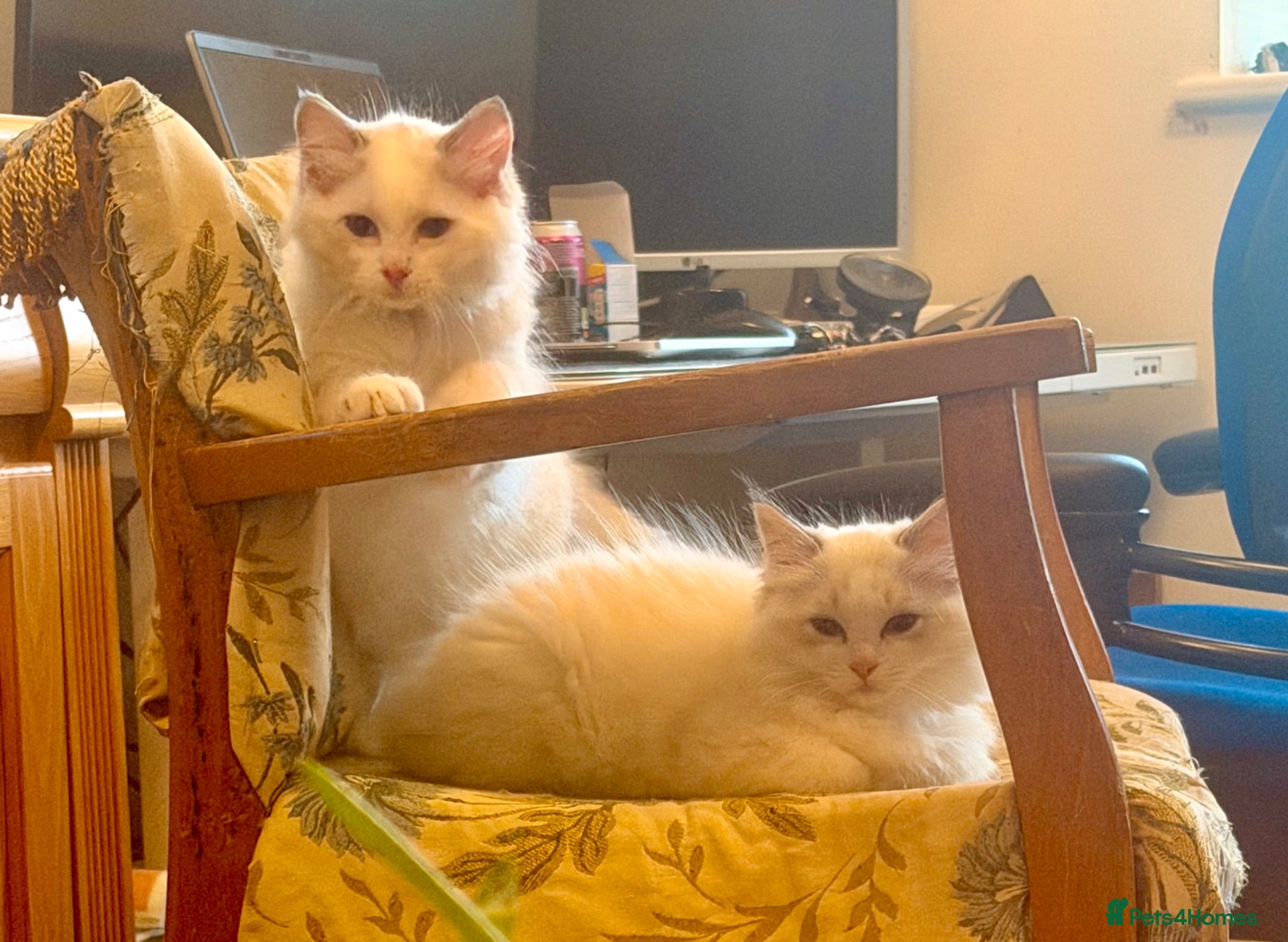 Ragdoll cats Two beautiful female Ragdoll kittens  - Advert 18
