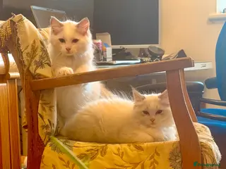 Ragdoll cats Two beautiful female Ragdoll kittens - Advert 18