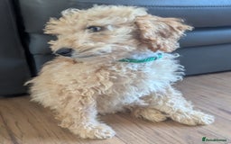 Poodle dogs for sale: ⭐ READY⭐ Reduced Adorable poodles puppies  in Margate - Image 24