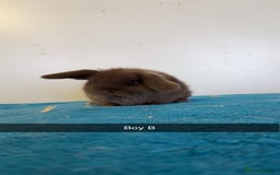 Mini Lop rabbits for sale: Pure mini lops for reserve  - Image 9