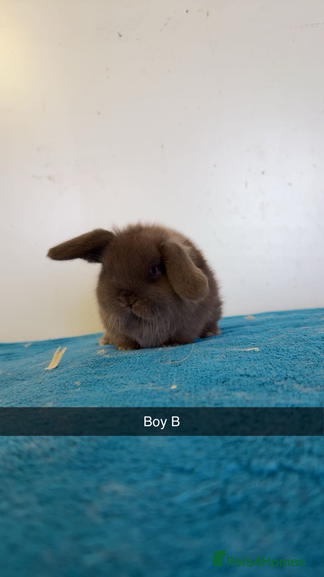 Mini Lop rabbits for sale: Pure mini lops for reserve  - Image 9