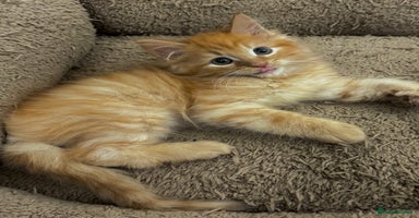 Mixed Breed cats - Advert 9