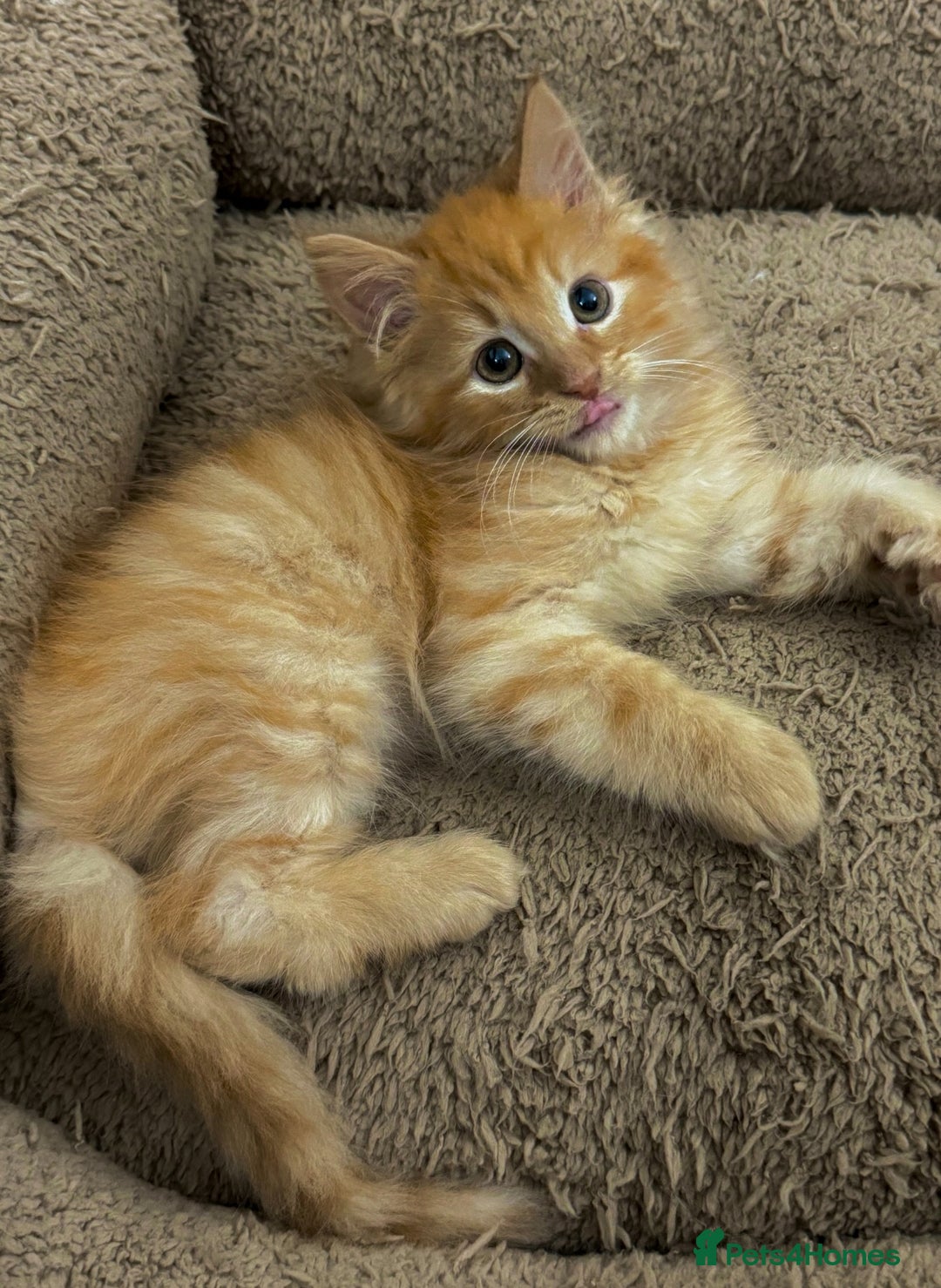 Mixed Breed cats for sale: BEAUTIFUL KITTENS  - Image 3