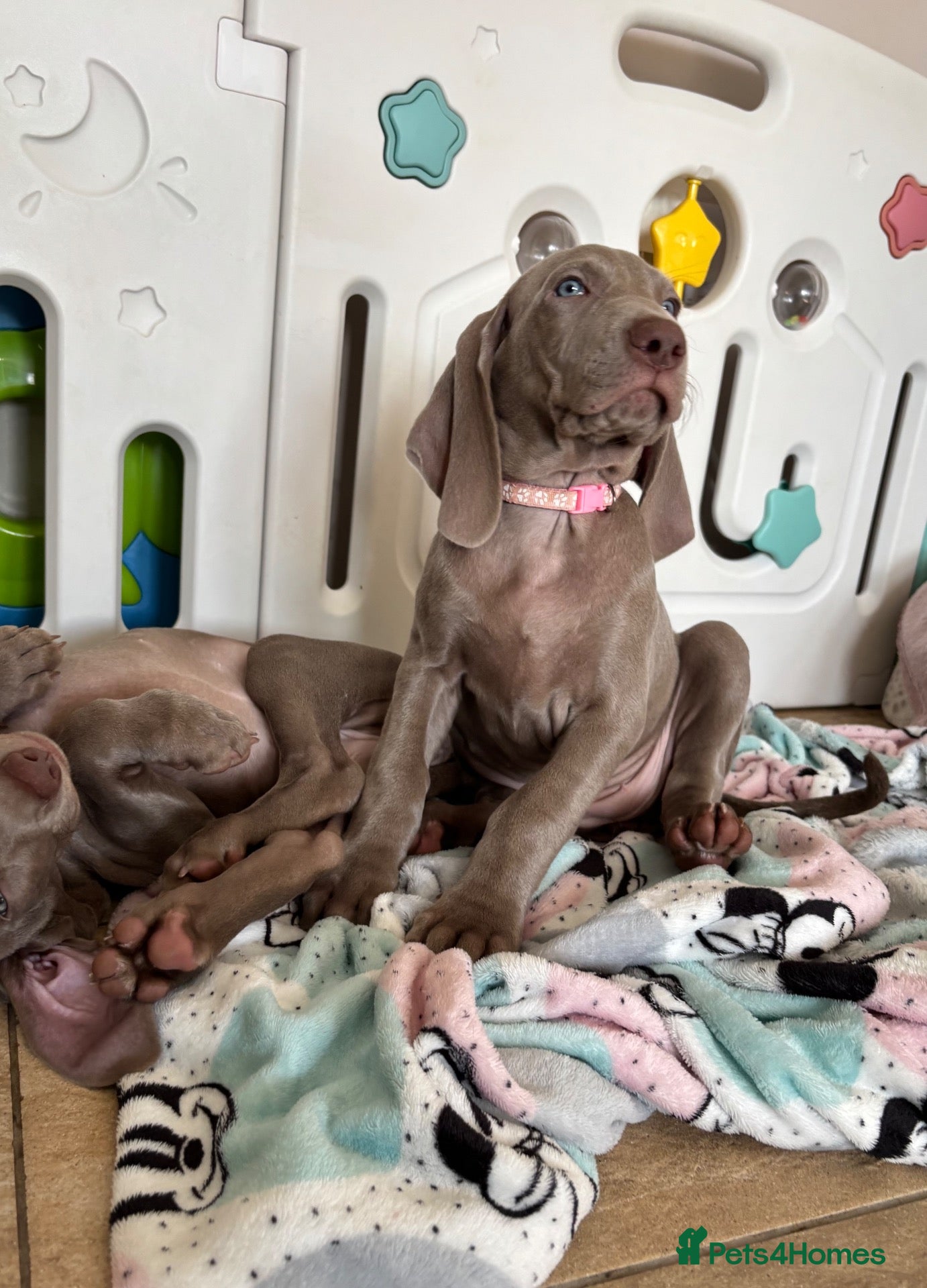 Weimaraner dogs 🥰🩷4 KC girls🩷 ready for their forever homes KC  - Advert 5