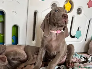 Weimaraner dogs 🥰🩷4 KC girls🩷 ready for their forever homes KC - Advert 5