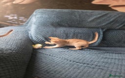 Singapura cats for sale: Stunning Singapura kittens  - Image 8