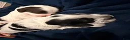 Cocker Spaniel dogs for sale: 2 x female cocker spaniel’s  - Advert 15