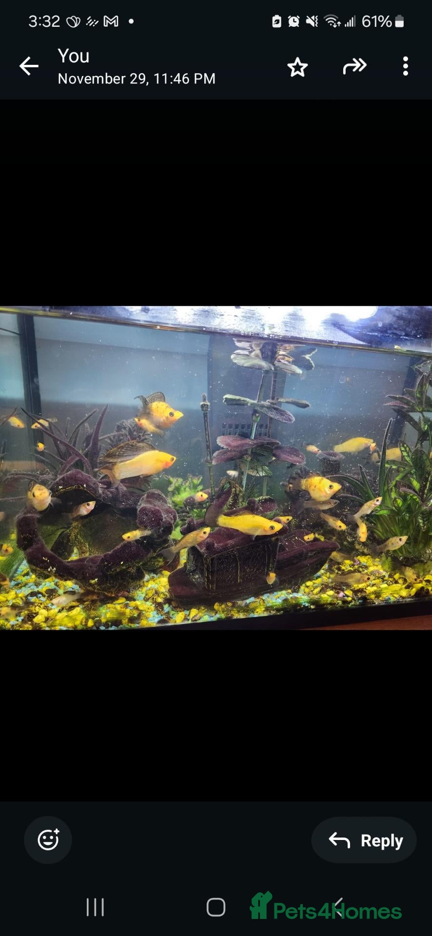 Mollies fish 10 assorted mollies  - Advert 2
