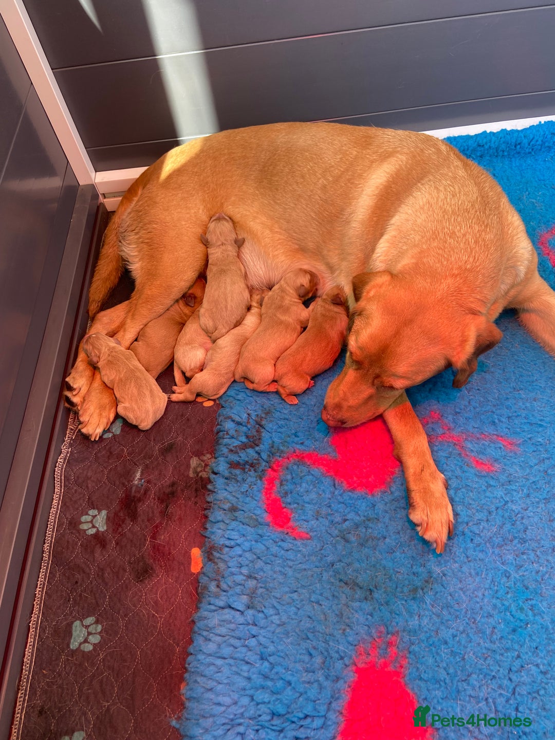 Labrador Retriever dogs for sale: Stunning foxred  labs for sale 5 boys females sold - Image 1