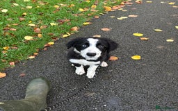 Border Collie dogs for sale: Beautiful Border Collie Puppies - 1 Boy Left - Advert 2
