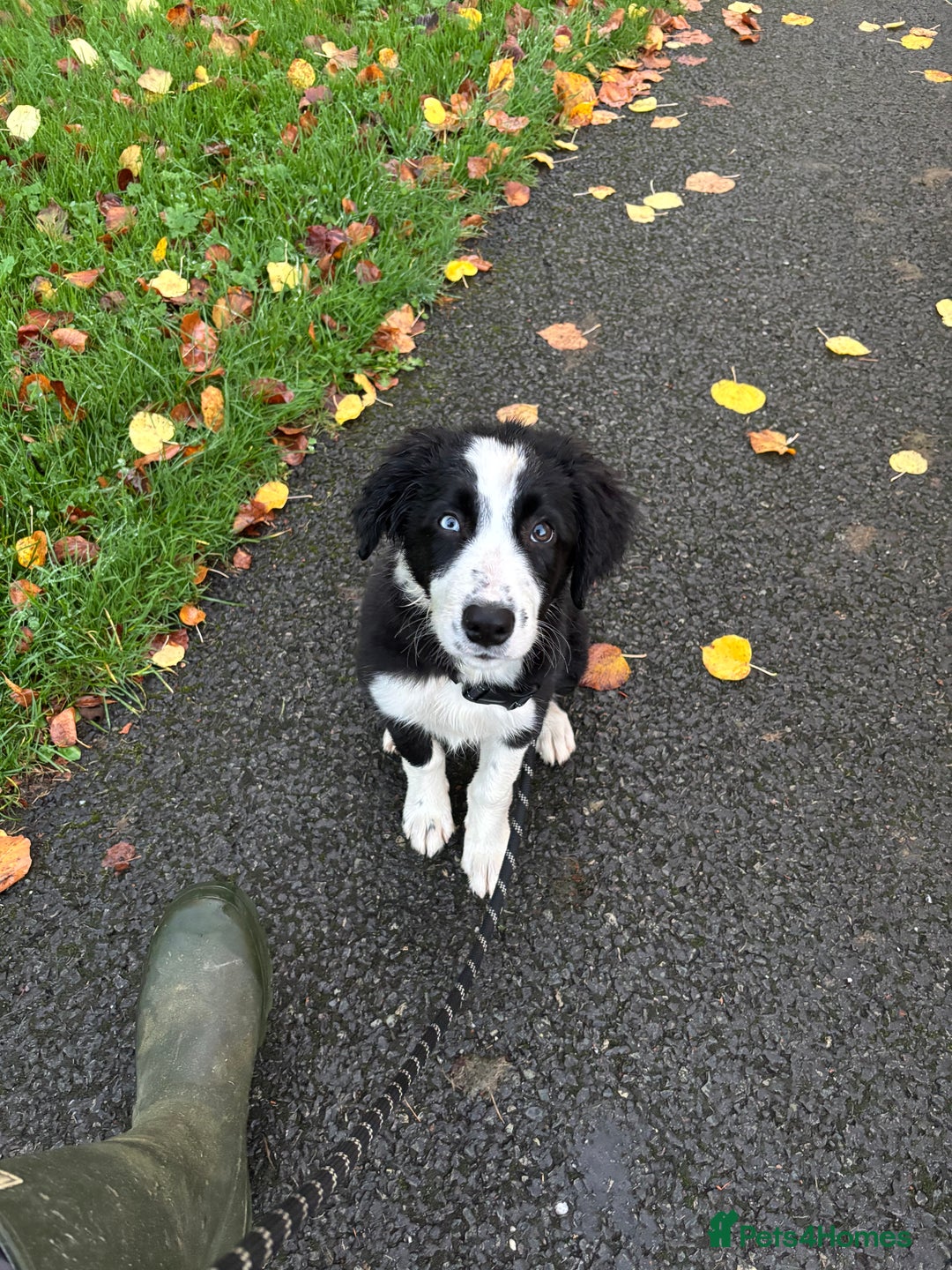 Border Collie dogs for sale: Beautiful Border Collie Puppies - 1 Boy Left - Advert 2