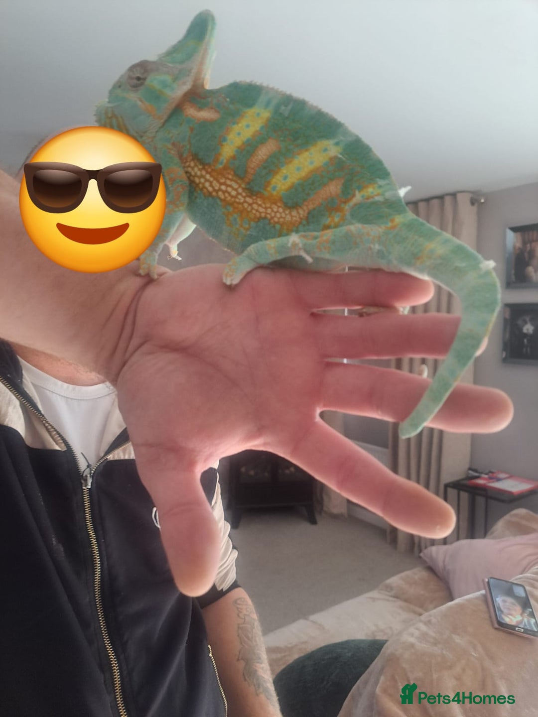 Chameleon reptiles for sale: Yemen Chameleon  - Advert 3