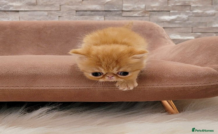 Exotic cats - Advert 4