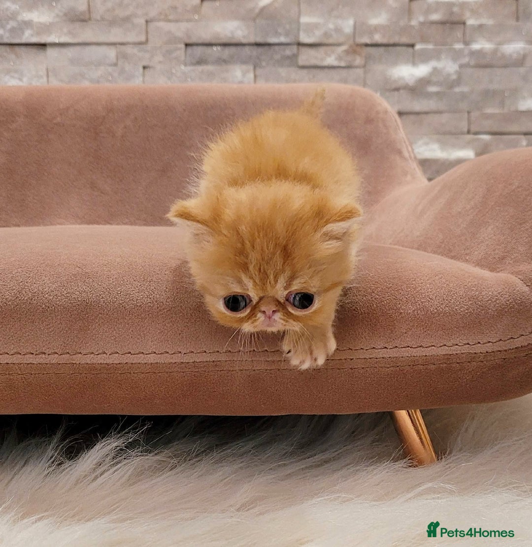 Exotic cats for sale: Supreme Quality Exotics - TICA reg - Image 1