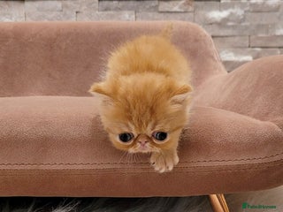 Exotic cats - Advert 14