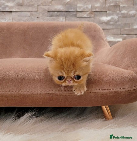Exotic cats - Advert 1
