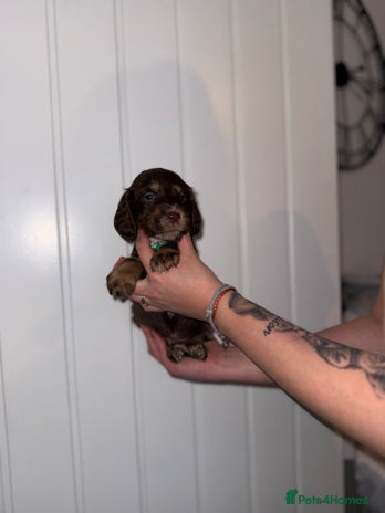 Sprocker dogs - Advert 3