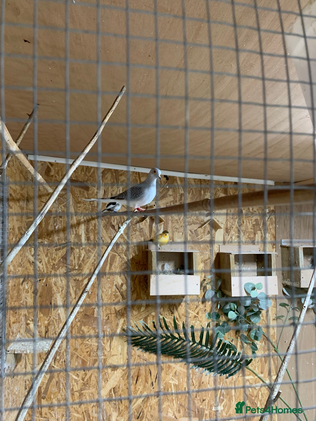 Finches birds for sale: Zebra finches male and female,male diamond dove - Image 11