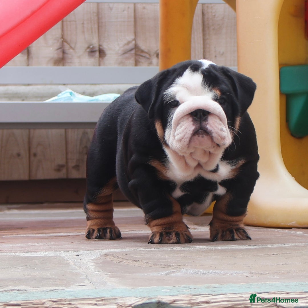 English Bulldog dogs for sale: 2 Gorgeous English Bulldog Pups 🩷 - Image 4