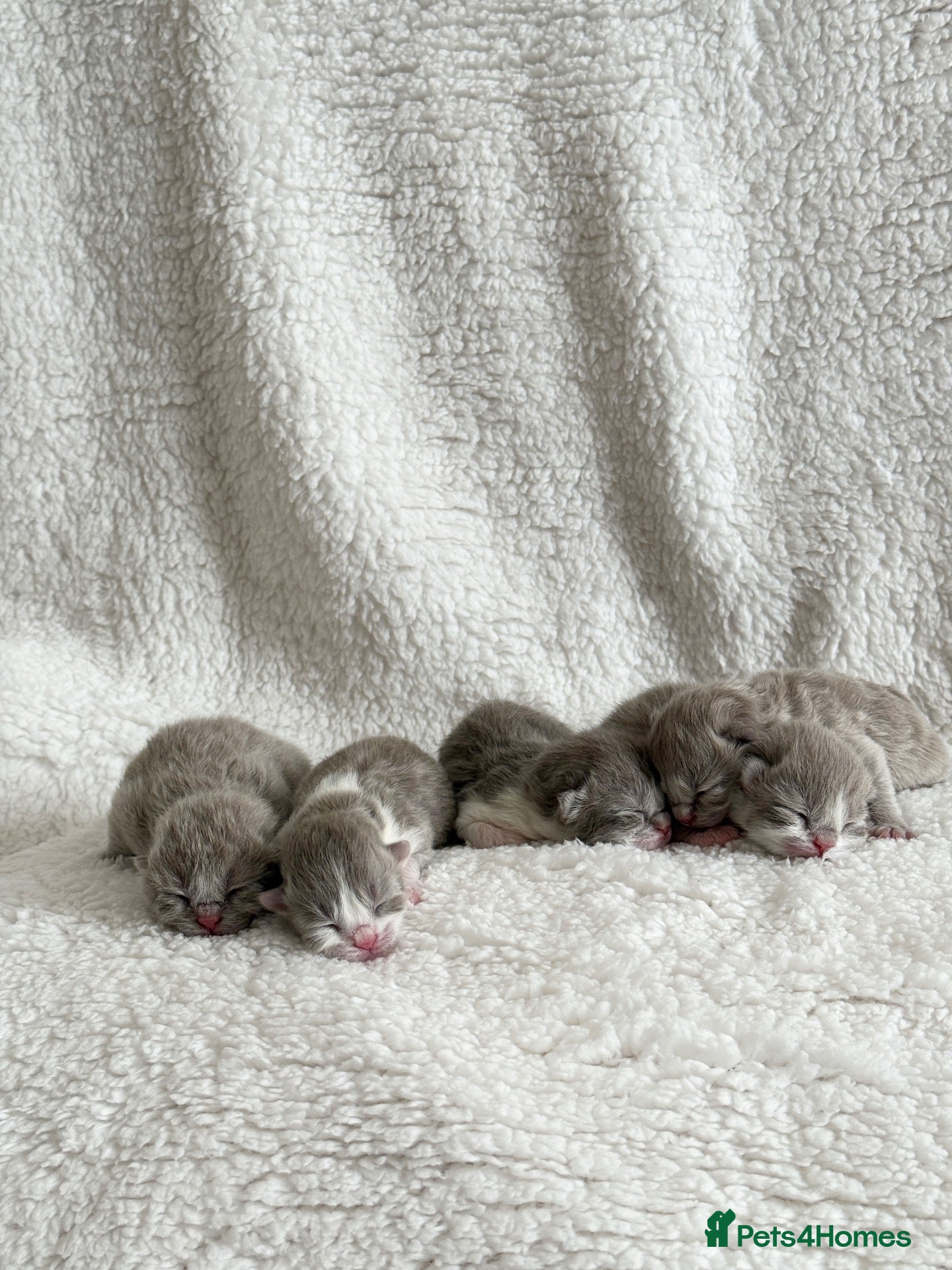 British Shorthair cats British shorthair kittens  - Advert 1
